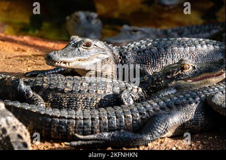 Krokodilbabys ruhen auf einer Farm Stockfoto