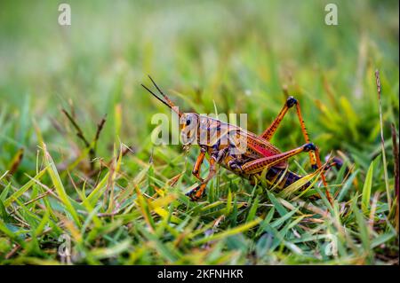 Bown Heuschrecke und Jungen, auf der Suche nach Nahrung auf grünem Blattgras in der freien Natur, auf verschwommenem Hintergrund. Stockfoto