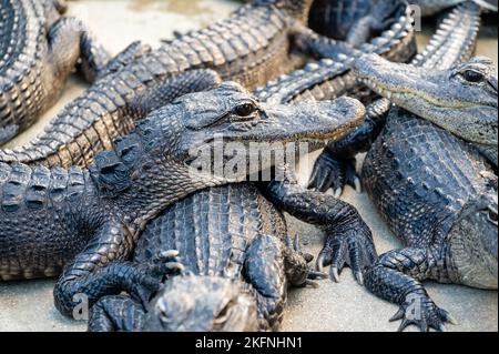 Krokodilbabys ruhen auf einer Farm Stockfoto