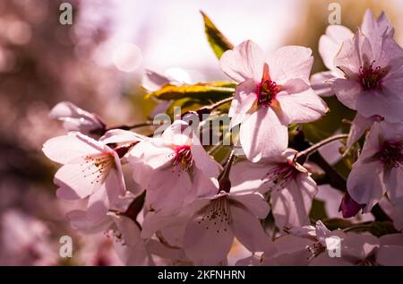 Eine Nahaufnahme von Prunus yedoensis, Yoshino-Kirsche. Stockfoto