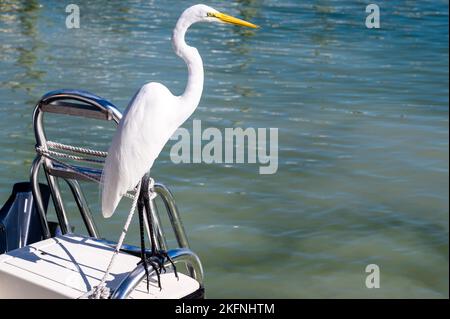 Schöner Weißreiher auf einem Boot Stockfoto