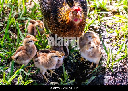 Mutter Henne mit Hühnern in Key West Stockfoto