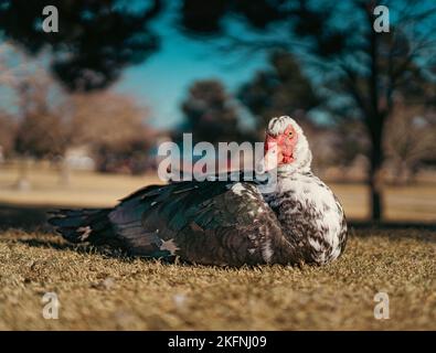 Eine Nahaufnahme einer einheimischen moskauer Ente, die auf einem Feld thront Stockfoto