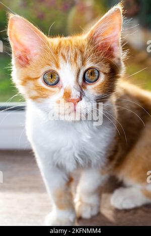 Kleines Kätzchen mit saurer Creme auf der Nase. Leckereien für Katzen. Stockfoto