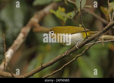 Sri Lanka White-Eye (Zosterops ceylonensis) Erwachsener auf Zweig (Sri Lanka endemisch) Horton Plains NP, Sri Lanka Dezember Stockfoto