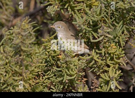 Asian Desert Warbler (Sylvia Nana) in niedriger Vegetation Little Rann von Kachchh, Gujarat, Indien thront November Stockfoto