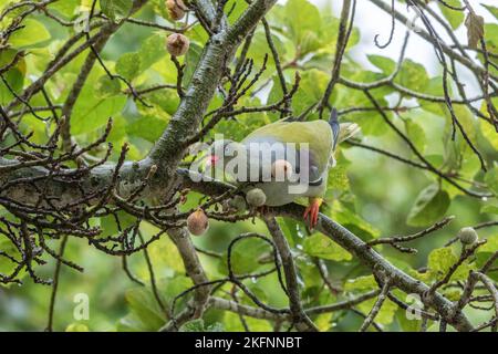 African Green Pigeon (Treron calvus) füttert in einem Feigenbaum im Krüger National Park Stockfoto