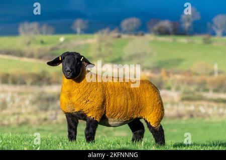 Suffolk in Lammschafe auf einer Hochlandweide im Eden Valley, Cumbria, Großbritannien. Stockfoto