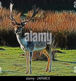 Ein Damwild, der in die Richtung der Kamera schaut. Der Bock hat ein wunderschönes Geweih Stockfoto