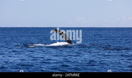 Blick auf schwimmende Wale in La Reunion Stockfoto