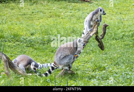 Eine Familie von Ringschwanz-Lemuren (Lemur catta) auf einem meadow85 Stockfoto