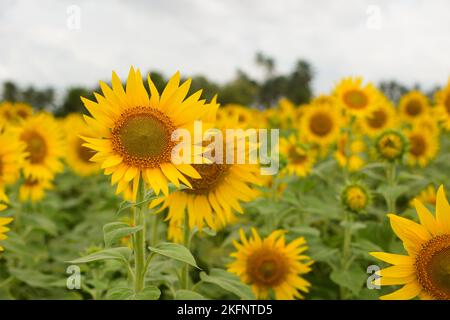 Sonnenblumenfeld, wunderschöne Sonnenblumen blühen und tanzen im Wind unter Sonnenlicht Stockfoto