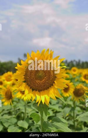 Sonnenblumenfeld, wunderschöne Sonnenblumen blühen und tanzen im Wind unter Sonnenlicht Stockfoto