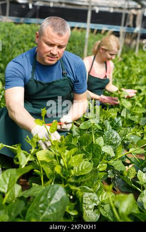 Mann und Frau Gärtner arrangieren Weinspinat Stockfoto