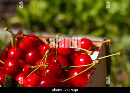 Unschärfe-Nahaufnahme-Box, Crape von dunkelroten, nassen Süßkirschen mit Schwanz und Blättern auf weißem Hintergrund. Sommerfrüchte und Beeren. Erntegut c Stockfoto