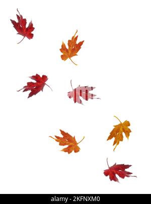 Sieben herbstliche Ahornblätter, auf weißem Hintergrund, in vertikalem Format, mit Kopierraum. Stockfoto