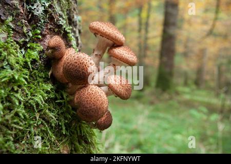 Pilze, die in einem Wald in den Dolomiten (Italien) aufgewachsen sind Stockfoto