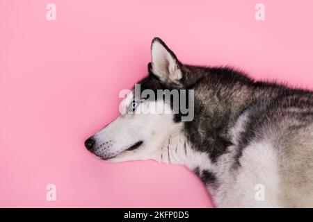 Foto von niedlichen liebenswert Husky liegen ruhig weißen Tierarzt untersuchen in Tierarztklinik isoliert auf Pastellfarben Hintergrund Stockfoto