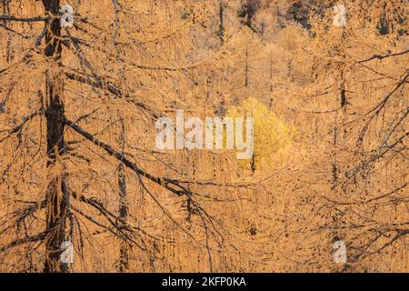 Gelbe Lärchen aus einem Wald im Dolomitengebiet im Herbst Stockfoto