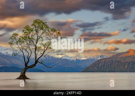 Einsamer Baum in Wanaka, Neuseeland Stockfoto