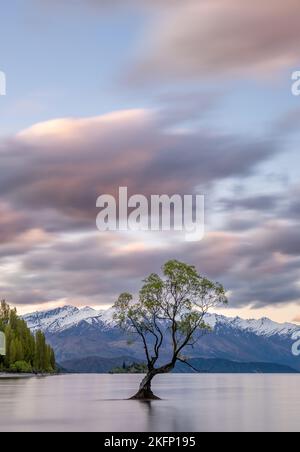 Einsamer Baum in Wanaka, Neuseeland Stockfoto