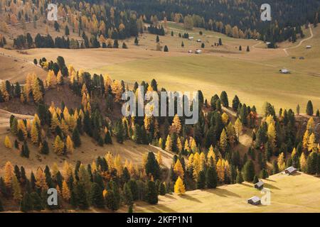 Gelbe Lärchen aus einem Wald im Dolomitengebiet im Herbst Stockfoto