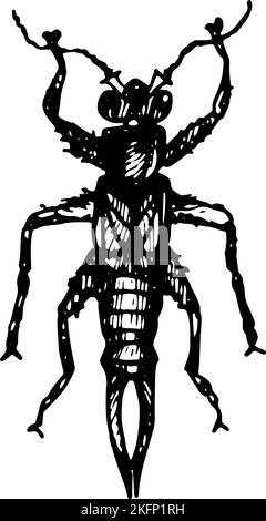 Die schwarze Silhouette des Käfers Forficula zeichnete einen Gelschreiber auf den Hintergrund Stock Vektor