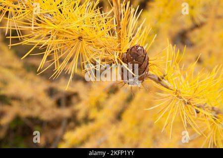 Gelbe Lärchen aus einem Wald im Dolomitengebiet im Herbst Stockfoto