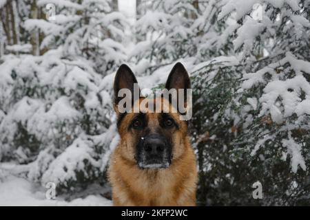 Deutscher Schäferhund in einem verschneiten Nadelwald sitzt und blickt mit ernstem Gesicht nach vorne. Wandern mit Hund während eines Schneefalls. Weihnachtskarte. Clos Stockfoto