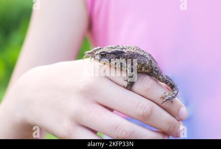 Ein kleiner grüner Frosch in der Hand eines Kindes. Stockfoto