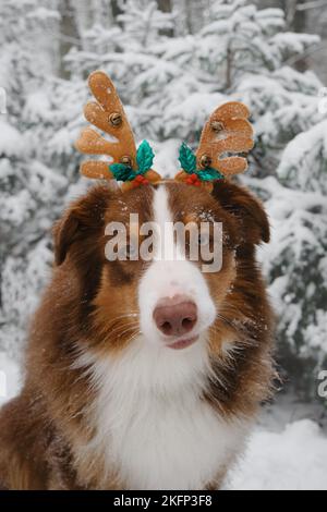 Australian Shepherd trägt Stirnband in Form von Hirschhörnern sitzt im Winter im verschneiten Wald und macht Grimassen. Weihnachtskarte. Portrait Aussie Stockfoto