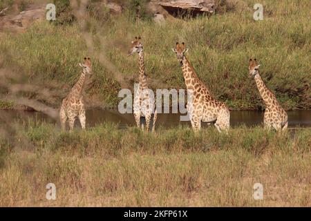 Eine Gruppe großer Giraffen, die an einem sonnigen Tag auf einem trockenen Feld stehen Stockfoto