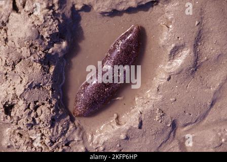 Seegurke (Holothuroidea) bei Ebbe (malaysische Küste) Stockfoto