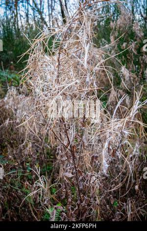 Hairy Willowherb im Winter in einem Wald in der Nähe von Cardiff, Wales, Großbritannien. Abstrakt, Hintergrund, Texturen. Stockfoto