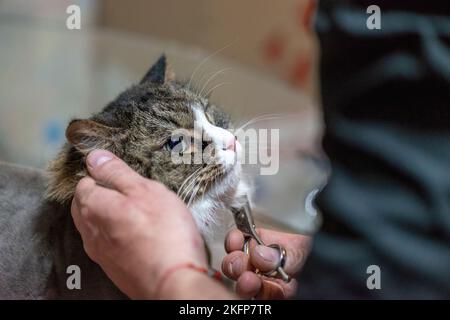 Katzenpflege im Kosmetiksalon für Haustiere. Grooming Master schneidet und rasiert eine Katze, sorgt für ein Katzenportrait Stockfoto