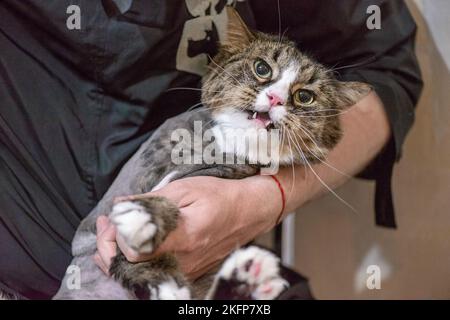 Nach dem Waschen und Schneiden trocknet die Katze mit einem Haartrockner Stockfoto