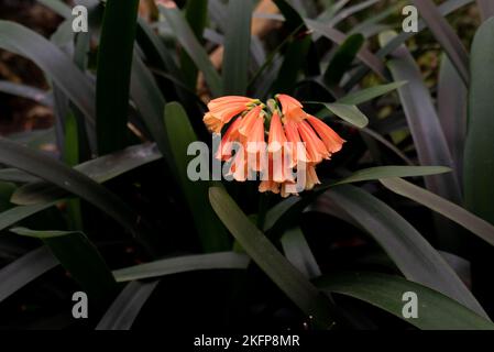 Clivia nobilis, die Waldlilie mit grüner Spitze, eine Art Blütenpflanze der Gattung Clivia, aus der Familie Amaryllidaceae, die in Südafrika heimisch ist. Stockfoto