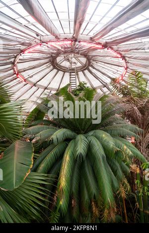 Gewächshaus voller exotischer Pflanzen im Botanischen Garten der Universität von Kopenhagen/Botanischen Garten von Kopenhagen. Naturkundemuseum von Dänemark. Stockfoto