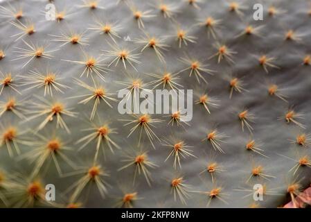 Nahaufnahme der Stachelbirnen-Kakteen-Wirbelsäulen- Textur Aufnahme eines grünen Kaktus mit den Stacheln aus nächster Nähe (Opuntia) Stockfoto