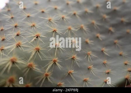 Nahaufnahme der Stachelbirnen-Kakteen-Wirbelsäulen- Textur Aufnahme eines grünen Kaktus mit den Stacheln aus nächster Nähe (Opuntia) Stockfoto