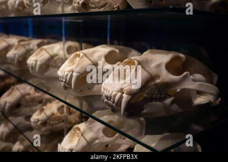Eisbärschädeln im Naturhistorischen Museum von Dänemark / Zoologisches Museum der Universität Kopenhagen (Ursus maritimus) (Bear Skull) Stockfoto
