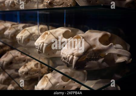 Eisbärschädeln im Naturhistorischen Museum von Dänemark / Zoologisches Museum der Universität Kopenhagen (Ursus maritimus) (Bear Skull) Stockfoto