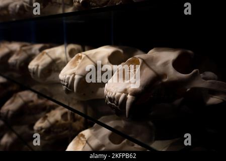 Polar Bear Skull Sammlung im Naturhistorischen Museum von Dänemark / Zoologisches Museum der Universität Kopenhagen (Ursus maritimus) (Bear Skulls) Stockfoto