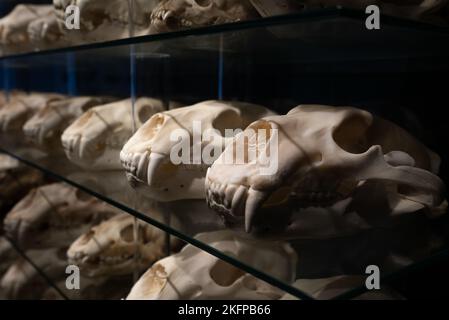 Polar Bear Skull Sammlung im Naturhistorischen Museum von Dänemark / Zoologisches Museum der Universität Kopenhagen (Ursus maritimus) (Bear Skulls) Stockfoto