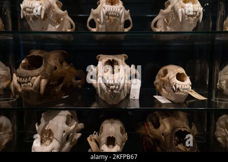Eisbärschädeln im Naturhistorischen Museum von Dänemark / Zoologisches Museum der Universität Kopenhagen (Ursus maritimus) (Bear Skull) Stockfoto