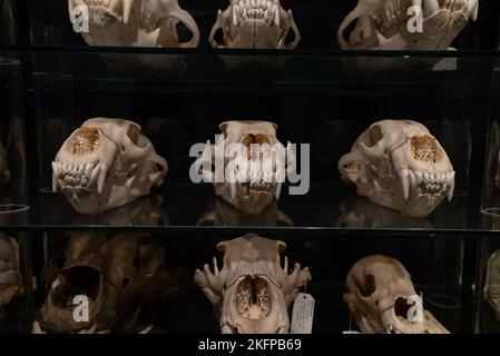 Polar Bear Skull Sammlung im Naturhistorischen Museum von Dänemark / Zoologisches Museum der Universität Kopenhagen (Ursus maritimus) (Bear Skulls) Stockfoto
