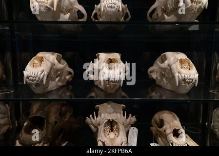 Eisbärschädeln im Naturhistorischen Museum von Dänemark / Zoologisches Museum der Universität Kopenhagen (Ursus maritimus) (Bear Skull) Stockfoto