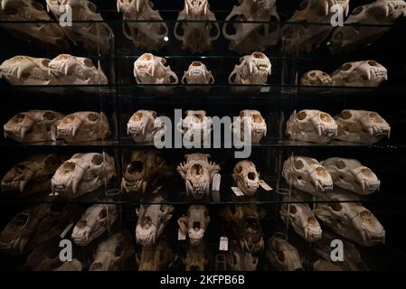 Polar Bear Skull Sammlung im Naturhistorischen Museum von Dänemark / Zoologisches Museum der Universität Kopenhagen (Ursus maritimus) (Bear Skulls) Stockfoto