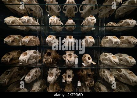 Polar Bear Skull Sammlung im Naturhistorischen Museum von Dänemark / Zoologisches Museum der Universität Kopenhagen (Ursus maritimus) (Bear Skulls) Stockfoto