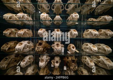Eisbärschädeln im Naturhistorischen Museum von Dänemark / Zoologisches Museum der Universität Kopenhagen (Ursus maritimus) (Bear Skull) Stockfoto